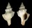 FASCIOLARIIDAE FASCIOLARIA TRAPEZIUM shell