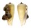 CONIDAE CONUS RADIATUS shell
