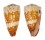 CONIDAE CONUS VIDUA CUYOENSIS shell