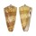 CONIDAE CONUS NOBILIS VICTOR shell