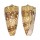 CONIDAE CONUS NOBILIS VICTOR shell