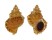 BURSIDAE TUTUFA RUBETA shell
