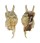 STROMBIDAE LAMBIS MILLEPEDA shell