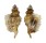 STROMBIDAE LAMBIS MILLEPEDA shell