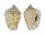STROMBIDAE STROMBUS LENTIGINOSUS shell