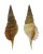 STROMBIDAE RIMELLA POWISI shell