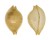 CYPRAEIDAE PUSTULARIA MARGARITA shell