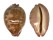 CYPRAEIDAE LEPOCYPRAEA MAPPA shell