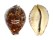 CYPRAEIDAE CYPRAEA TIGRIS shell