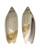 OLIVIDAE AGARONIA BIRAGHII shell