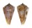 CONIDAE CONUS DAYRITI shell