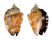 STROMBIDAE STROMBUS PIPUS shell