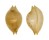 CYPRAEIDAE PUSTULARIA MARGARITA shell