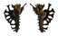 MURICIDAE HOMALOCANTHA VICDANI shell