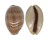 CYPRAEIDAE LYNCINA LEVIATHAN TITAN shell