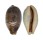 CYPRAEIDAE LYNCINA LYNX VANELLI shell