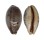 CYPRAEIDAE LYNCINA LYNX VANELLI shell