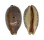 CYPRAEIDAE LYNCINA LYNX VANELLI shell