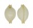 CYPRAEIDAE PUSTULARIA CICERCULA shell