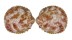 CARDIIDAE ACROSTERIGMA VARIEGATUM shell