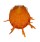 SPONDYLIDAE SPONDYLUS FOLIACEUS CROCEUS shell