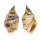 STROMBIDAE STROMBUS URCEUS shell