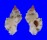 MURICIDAE CHICOMUREX TAGAROAE shell