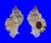 MURICIDAE CHICOMUREX TAGAROAE shell