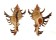 MURICIDAE CHICOREUS cf. BANKSII shell