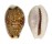 CYPRAEIDAE EROSARIA LABROLINEATA MELANICA shell