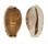 CYPRAEIDAE EROSARIA LABROLINEATA MELANICA shell