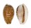 CYPRAEIDAE EROSARIA LABROLINEATA MELANICA shell