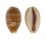 CYPRAEIDAE LYNCINA CARNEOLA shell