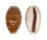 CYPRAEIDAE LYNCINA CARNEOLA shell