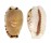 CYPRAEIDAE EROSARIA LABROLINEATA MELANICA shell