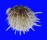 SPONDYLIDAE SPONDYLUS ALBIBARBATUS shell