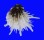 SPONDYLIDAE SPONDYLUS ALBIBARBATUS shell
