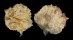 OSTREIDAE PLANOSTREA PESTIGRIS shell