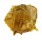 OSTREIDAE PLANOSTREA PESTIGRIS shell