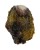 OSTREIDAE PLANOSTREA PESTIGRIS shell