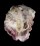 OSTREIDAE PLANOSTREA PESTIGRIS shell