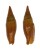 MITRIDAE NEBULARIA FULVESCENS TELUM shell