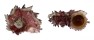 ANGARIIDAE ANGARIA NODOSA shell