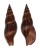 BUCCINIDAE PISANIA IGNEA shell
