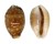 CYPRAEIDAE CYPRAEA VITELLUS shell