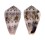 CONIDAE CONUS CORONATUS shell