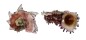 ANGARIIDAE ANGARIA NODOSA shell