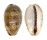 CYPRAEIDAE CYPRAEA VREDENBURGI shell