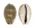 CYPRAEIDAE CYPRAEA VREDENBURGI shell
