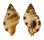 RANELLIDAE CYMATIUM INTERMEDIUM shell